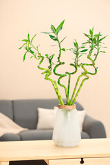 Decorative bamboo plant in vase on table indoors