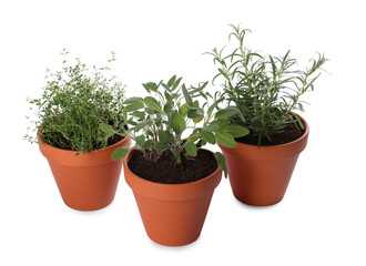 Aromatic herbs in pots isolated on white