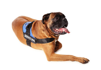 Obraz premium Cute service dog in vest on white background