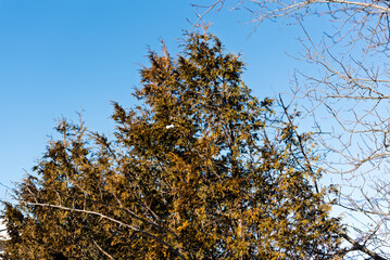 Nature, plants and trees, in winter with snow, sky and stairs made of wood, car with snow, and ice on the roof