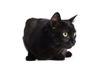 Cute black cat on white background. Adorable pet