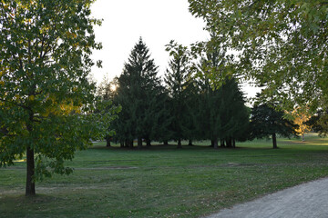 beautiful landscape and green leaves,