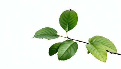 Fototapeta premium Vibrant Green Leaves Branch Isolated on White Background