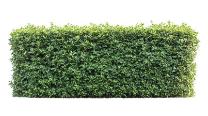 Green hedge wall with transparent background creating natural barrier