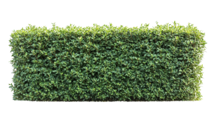 Green hedge wall with transparent background creating natural barrier