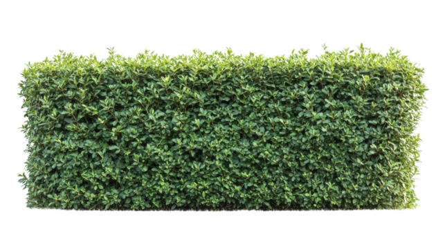 Green hedge wall with transparent background creating natural barrier