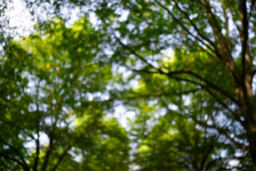 Nature of green leaf in garden at summer. Natural green leaves as spring background. Greenery environment ecology, green wallpaper. Blurred background of spring nature by trees.