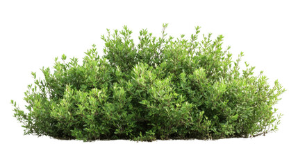 Fototapeta premium Lush green bush isolated on transparent background for compositing
