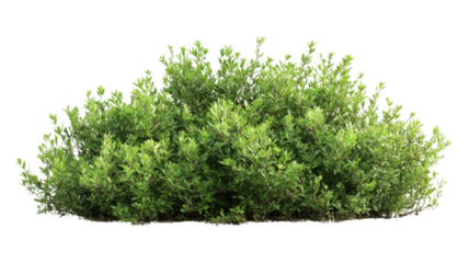 Lush green bush isolated on transparent background for compositing