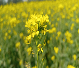 Obraz premium Realistic Mustard Flowers Of Nature or Yellow Flower