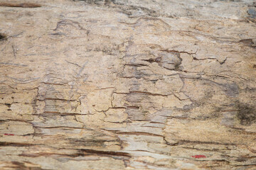 Old wood texture with natural pattern for background.Vintage tone.