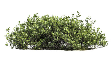 Green bush isolated on transparent background, perfect for architectural visualization