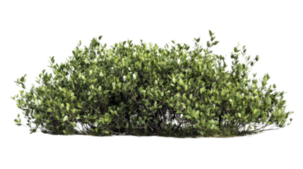 Green bush isolated on transparent background, perfect for architectural visualization