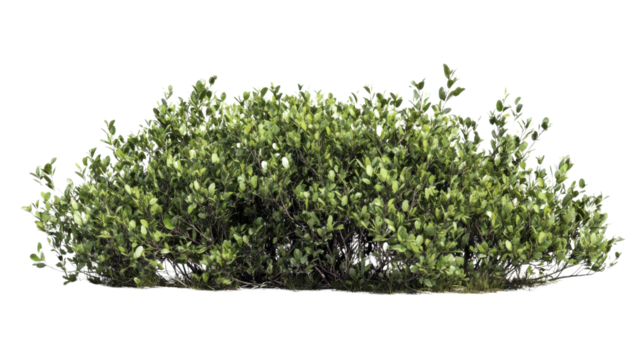 Green bush isolated on transparent background, perfect for architectural visualization