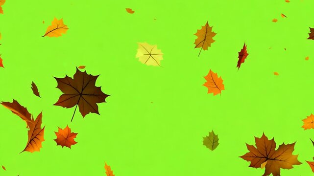 Autumn Leaves Falling: A vibrant and cheerful animation featuring numerous autumn leaves of various colors gracefully falling against a bright green screen.