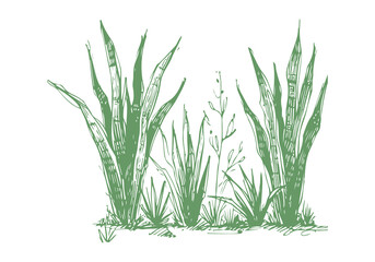 Snake Plant hand drawn sketch vector illustration isolated