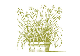 Spider Plant hand drawn sketch vector illustration isolated
