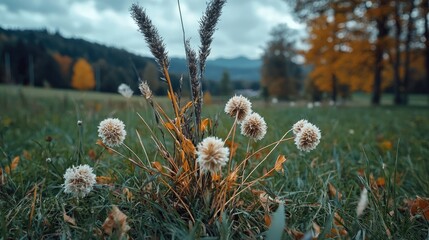 Autumn meadow, fluffy seed heads, mountain backdrop