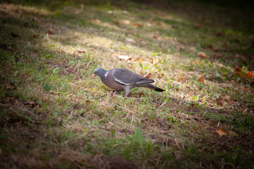 A Common Wood Pigeon (Columba palumbus) pecks at seeds in short grass. Its recognizable grey...