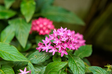 Close-up photo of pink pentas flowers in bloom