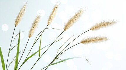 Fototapeta premium Serene Pampas Grass: Delicate Plumes Swaying Gently in a Soft Breeze, Evoking Tranquility and Lightness