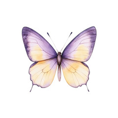 Fototapeta premium Lilac and Gold Butterfly: A delicate watercolor butterfly in vibrant shades of lilac and gold with intricate wing patterns is captured in exquisite detail. The butterfly's wings are spread open.