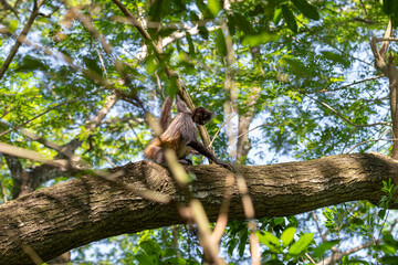 Spider monkey sitting on a tree brunch in a lush green tropical forest. Puerto Barilla monkey reserve, El Salvador.