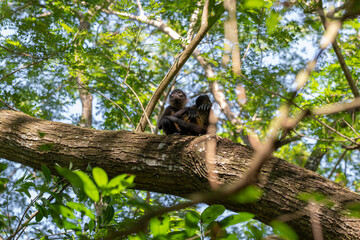 Spider monkey mother holding a baby sitting on a tree brunch in a lush green tropical forest. Puerto Barilla monkey reserve, El Salvador.