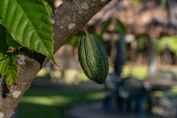 Close up of a green cacao fruit pod growing from a tree trunk.