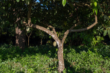 Many green cacao fruit pods growing from a tree trunk.