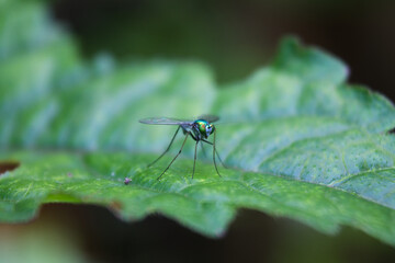 fruit fly on leaf