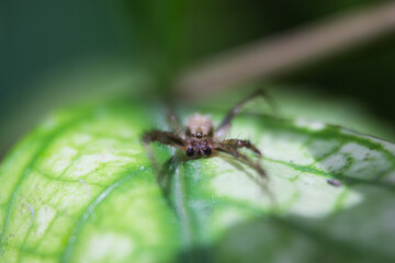 a spider on a leaf
