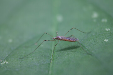 mosquito on the leaf