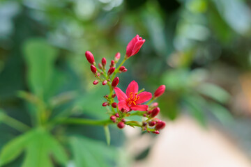 Close-up photo of red yatropa flowers in bloom