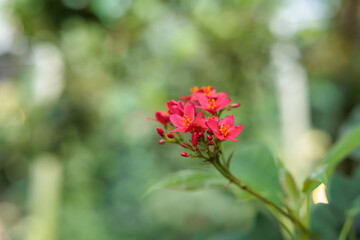 Close-up photo of red yatropa flowers in bloom