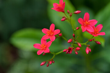 Close-up photo of red yatropa flowers in bloom