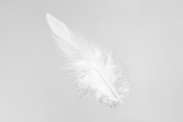 One beautiful fluffy feather isolated on white