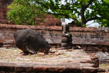 Wat Mahathat, Ayutthaya Province, Thailand, destroyed by the Burmese in 1767. Photo taken on 29...