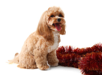 Cute dog and red tinsel on white background