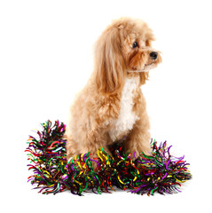 Cute dog with shiny tinsel on white background