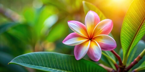 Fototapeta premium Plumeria, tropical flower, hibiscus flower, fragrant bloom