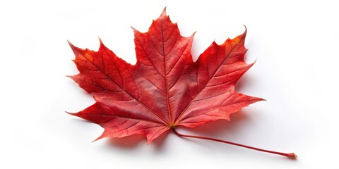 red maple leaf isolated on white background, autumn leaf, fall foliage, red maple, maple leaf, nature