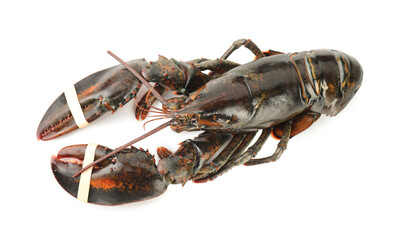 One raw lobster isolated on white, above view
