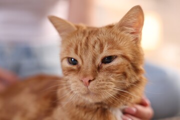 Woman with her cute ginger cat at home, closeup