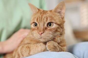 Woman with her cute ginger cat at home, closeup