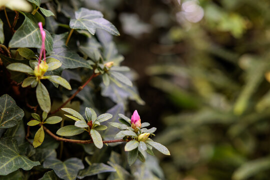 Close-up photo of growing buds of pink Azelia flowers