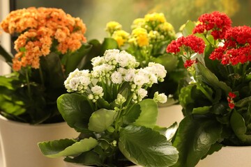 Different beautiful kalanchoe flowers in pots indoors, closeup