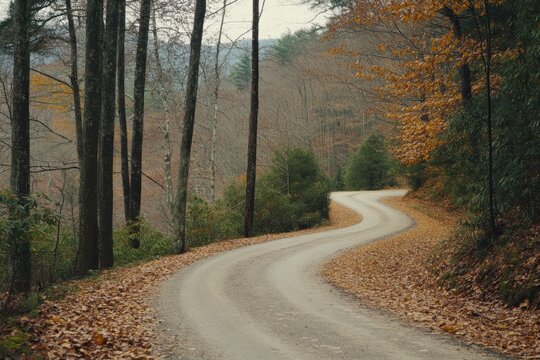 Winding forest road in autumn with fallen leaves and bare trees