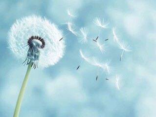 Obraz premium Dandelion seeds floating in the breeze on a light blue background