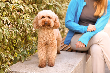 Woman with cute Toy Poodle dog outdoors, closeup